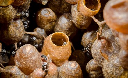 Tetragonula honey pots. Image: (c) Tobias Smith University of Queensland